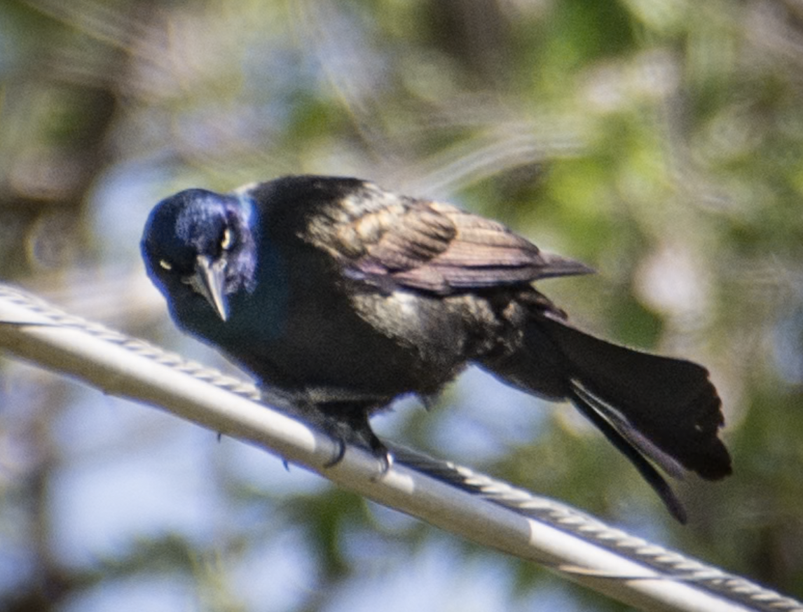 Common Grackle - ML638997237