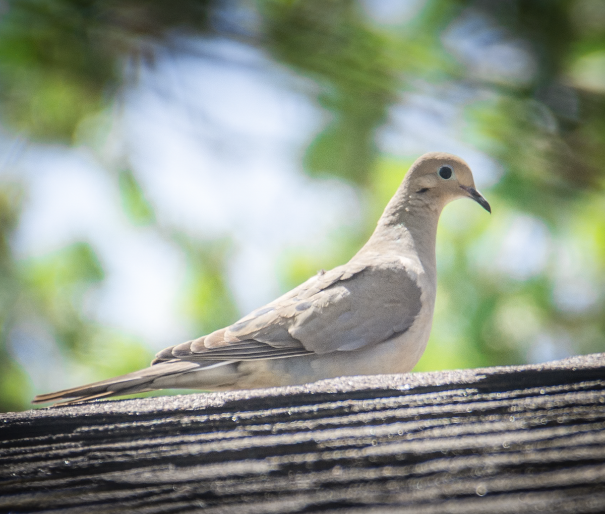 Mourning Dove - ML638997243