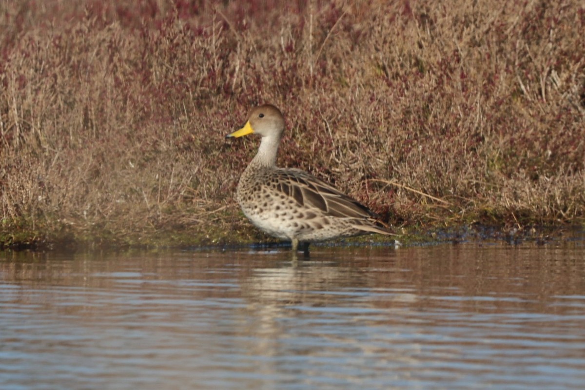 Yellow-billed Pintail - ML638997289