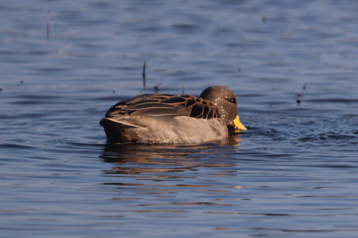 Yellow-billed Teal - ML638997291