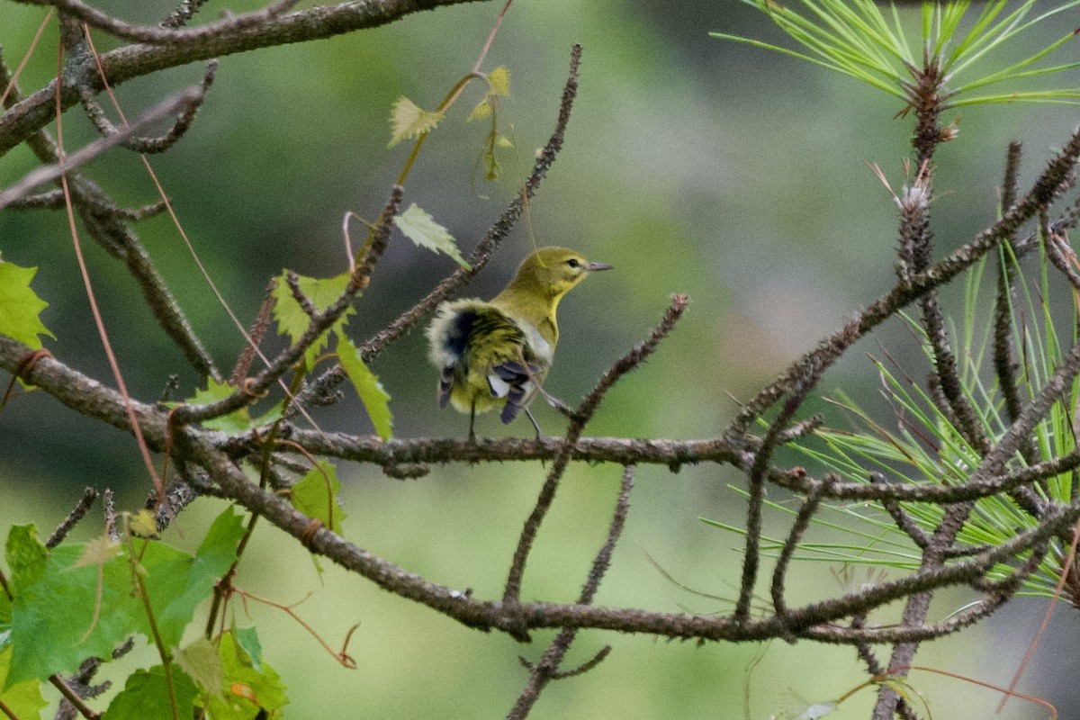 Prairie Warbler - ML638997294
