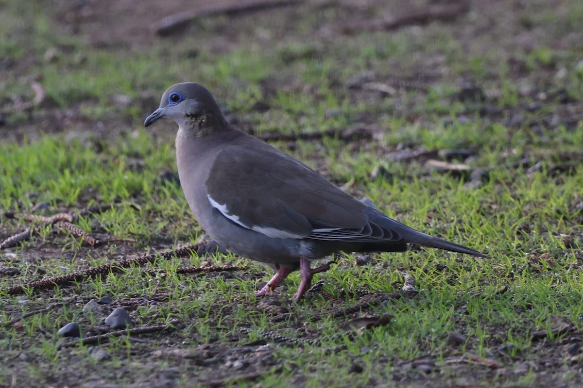 West Peruvian Dove - ML638997295