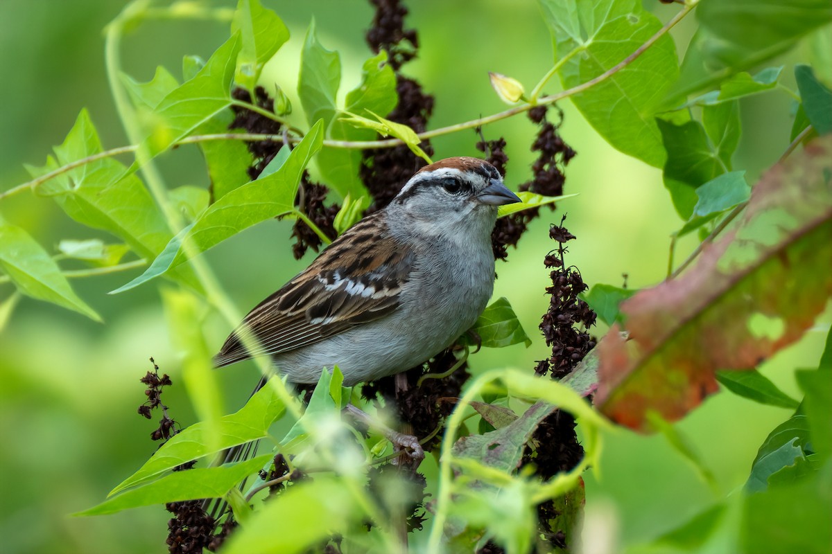 Chipping Sparrow - ML638997301
