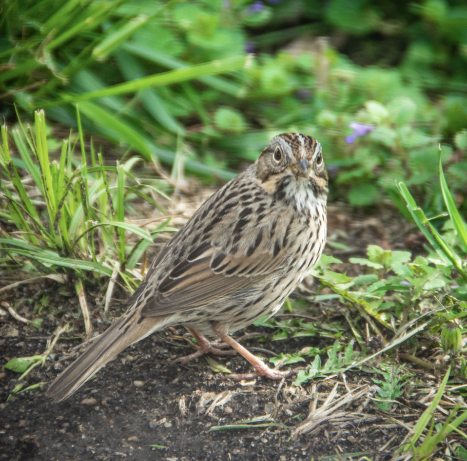 Lincoln's Sparrow - ML638997303