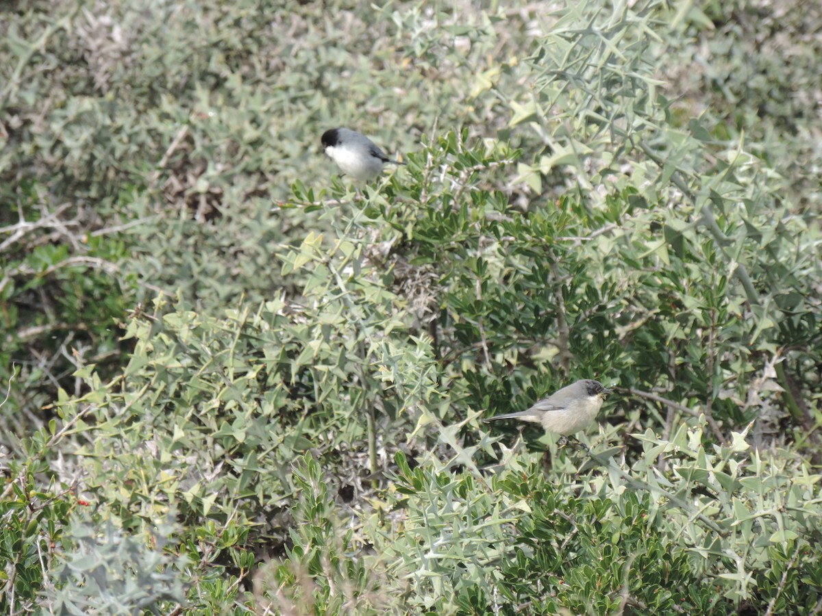 Black-capped Warbling Finch - ML638997392