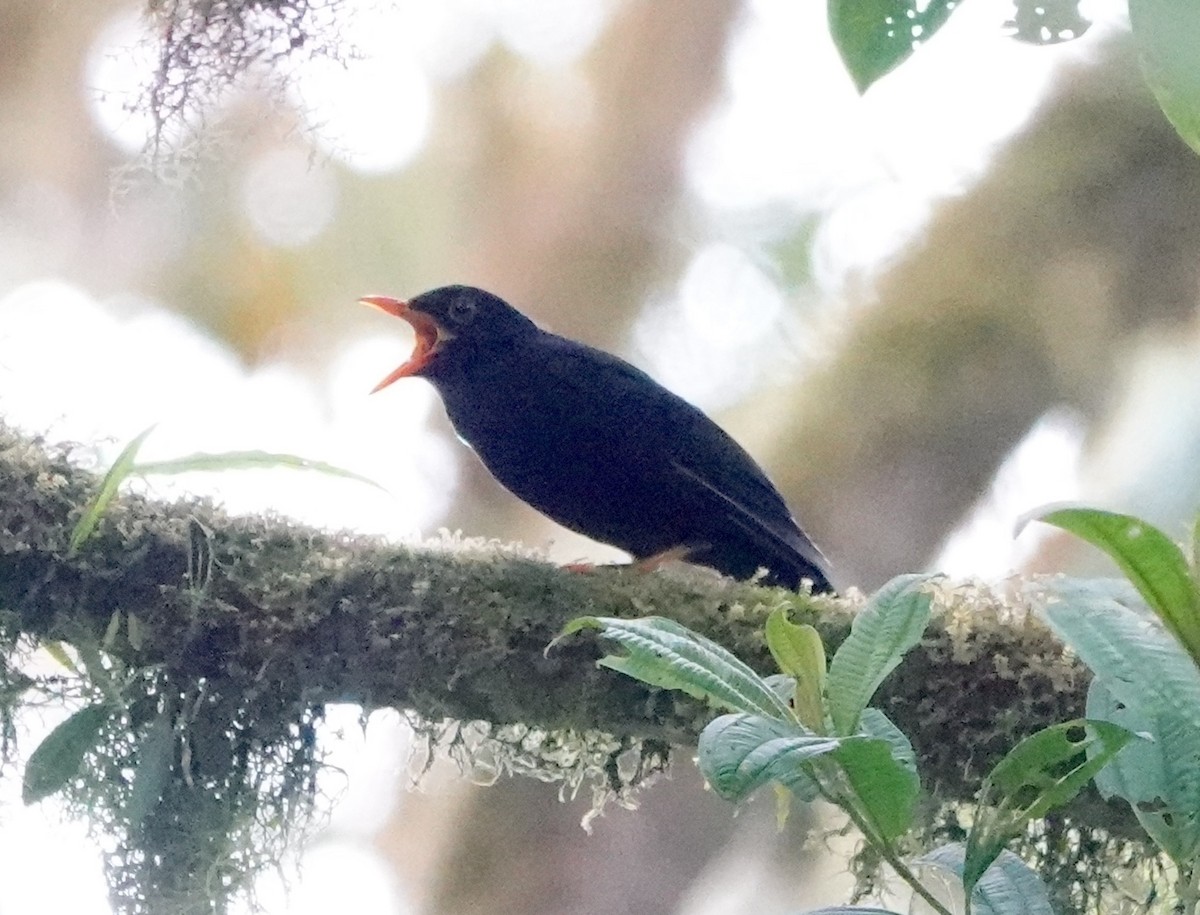 Glossy-black Thrush - ML638997418