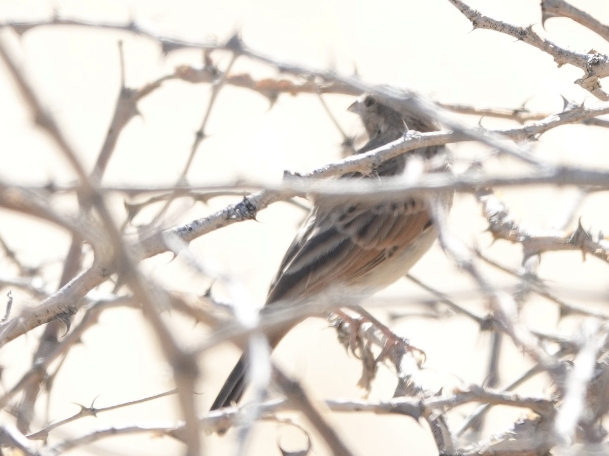 Lark-like Bunting - ML638997446