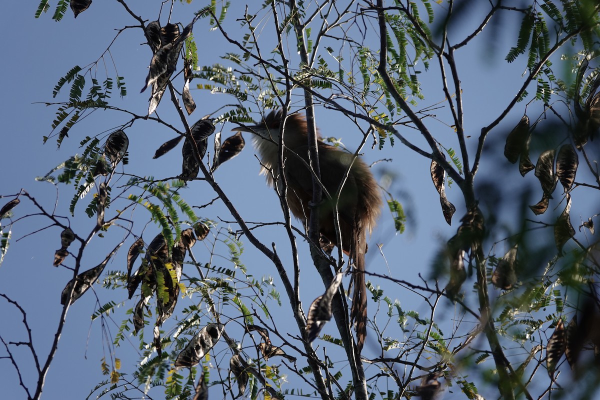 Great Lizard-Cuckoo - ML638997449