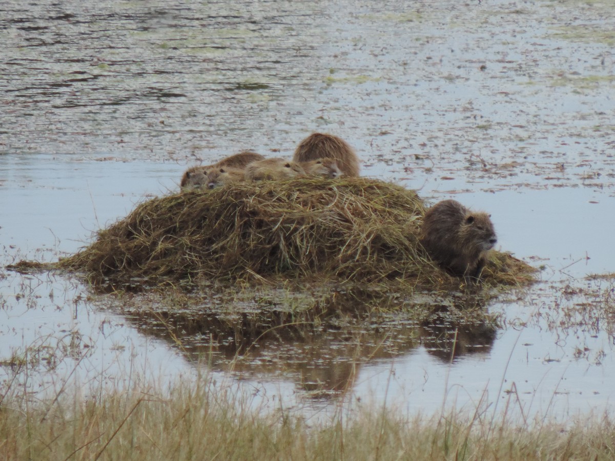 Animals - ML638997450