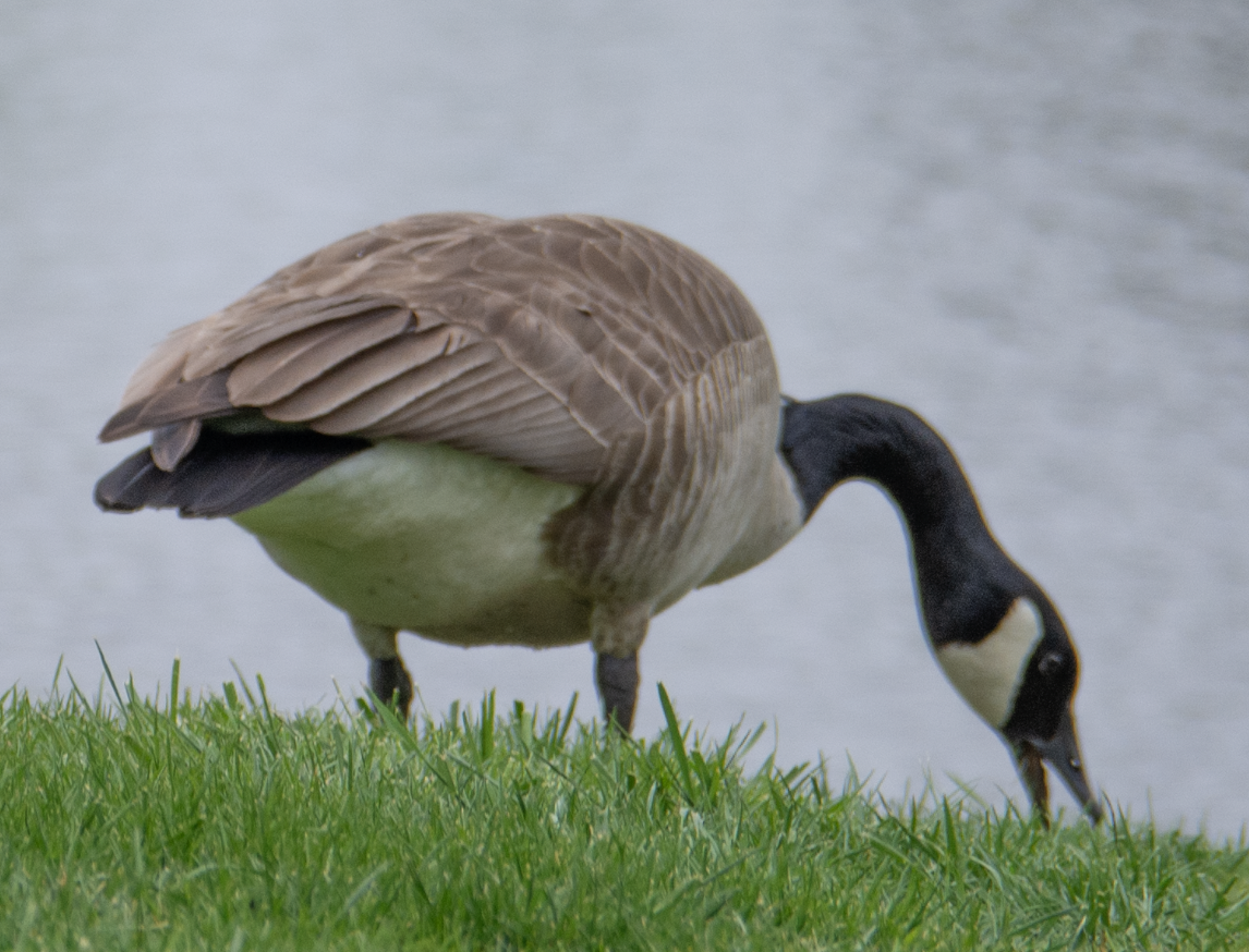 Canada Goose - ML638997459