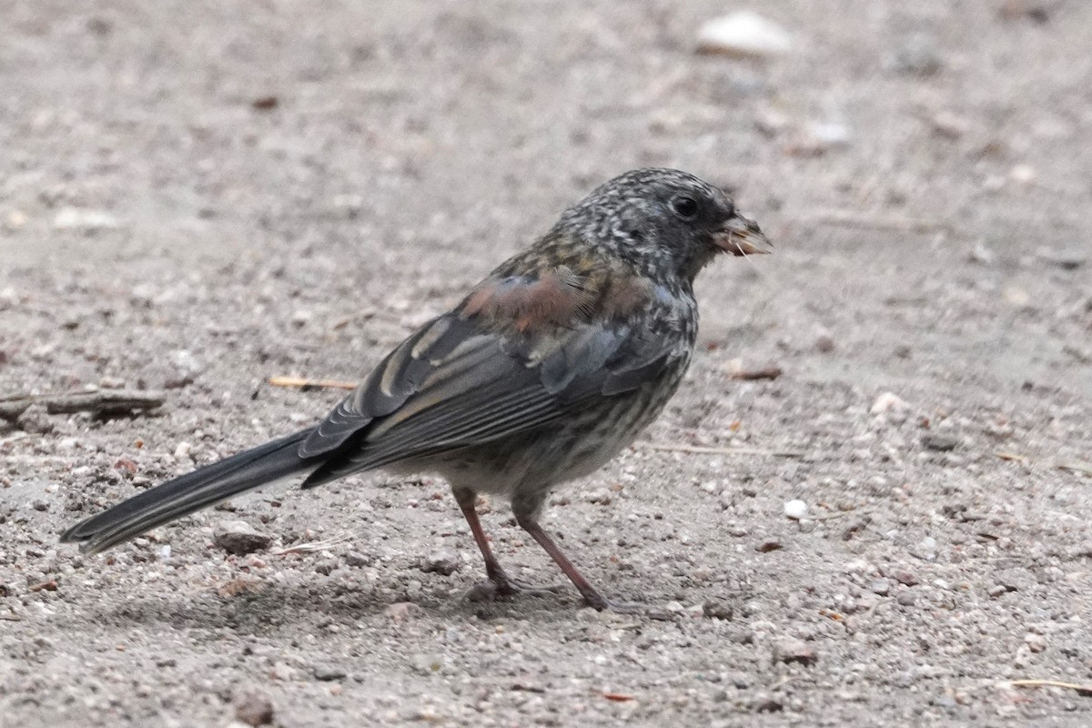 Dark-eyed Junco - ML638997474