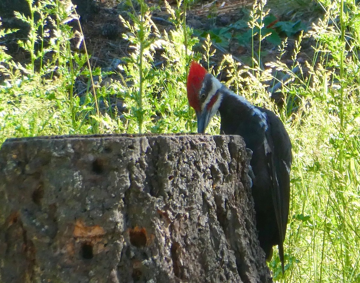Pileated Woodpecker - ML638997479