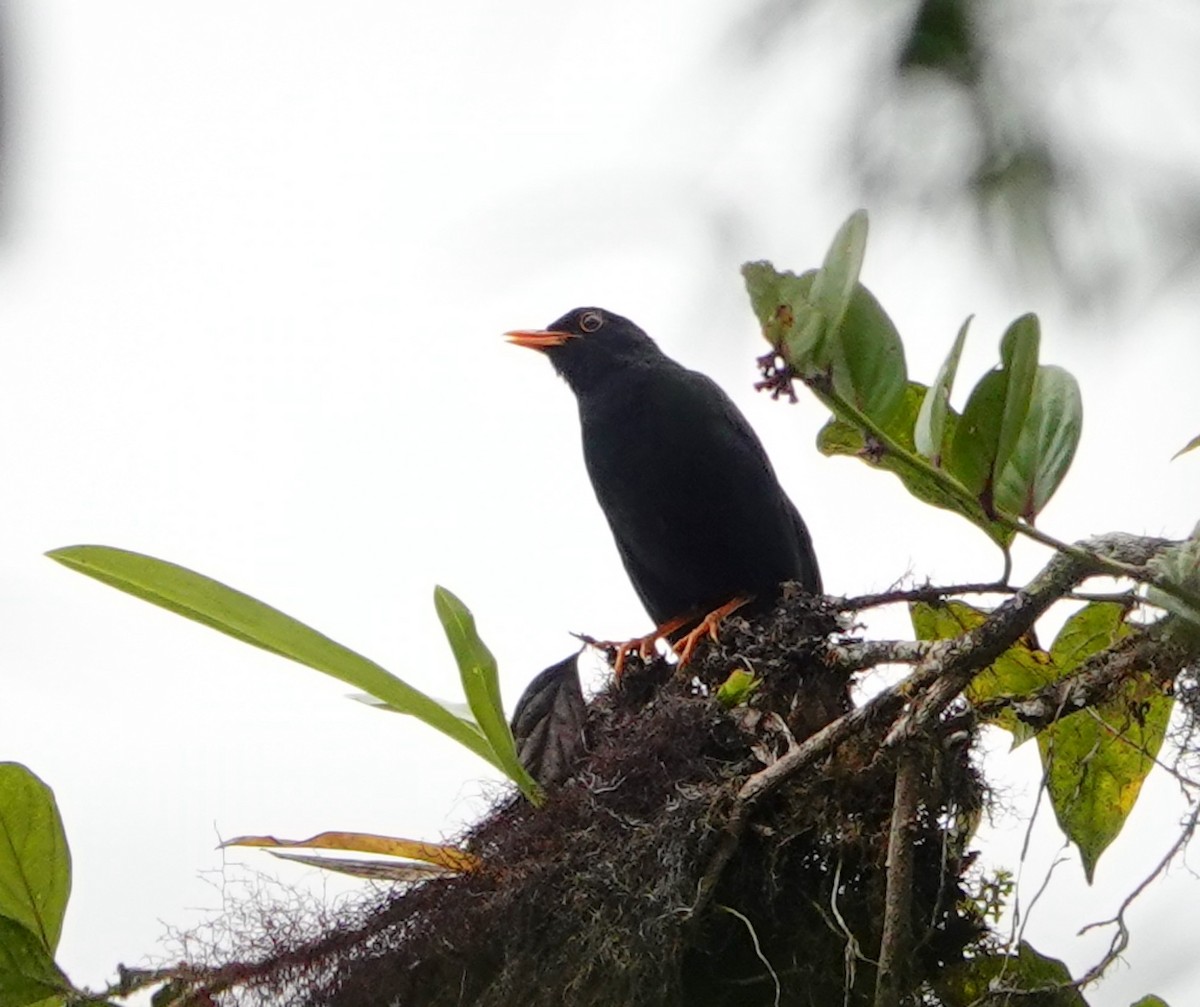 Glossy-black Thrush - ML638997480