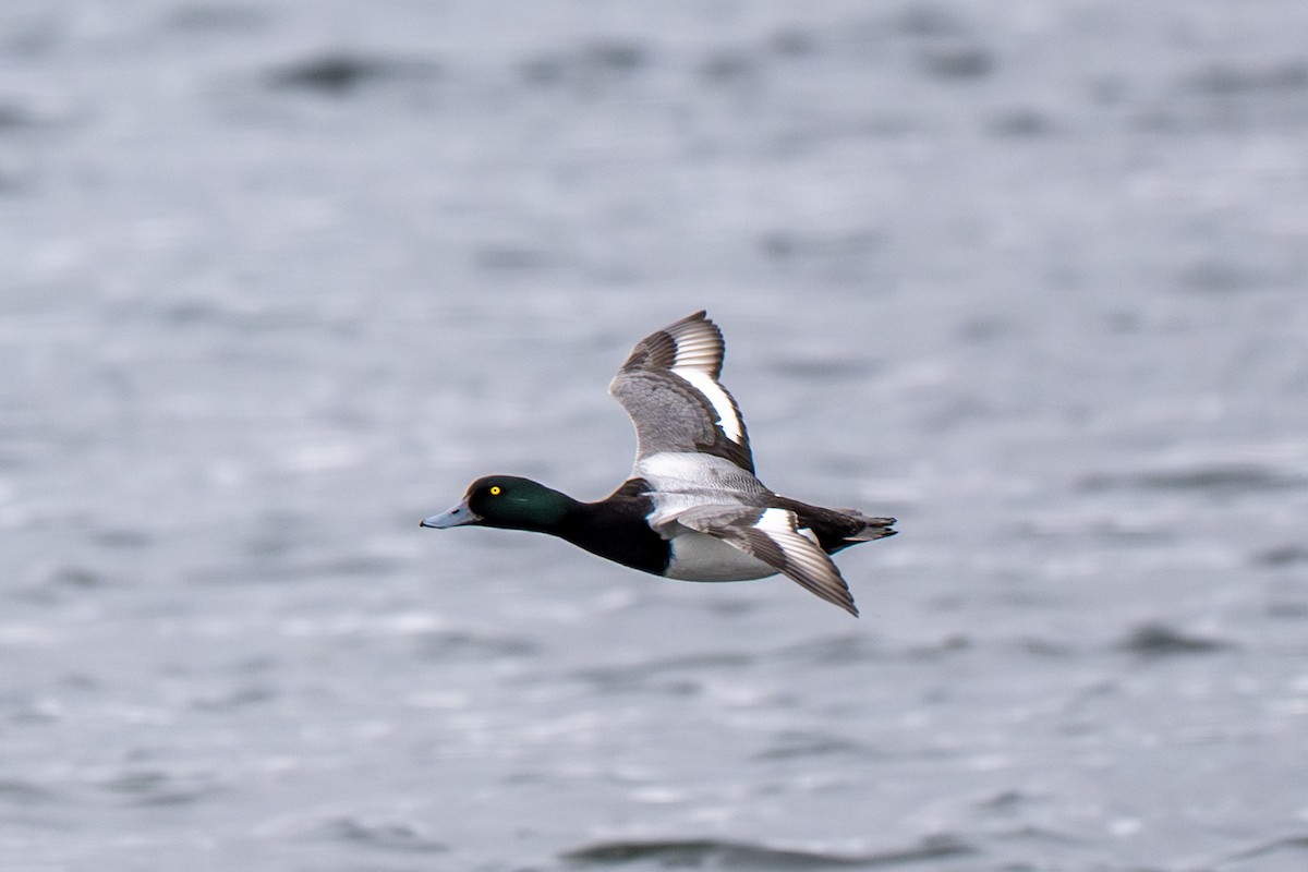 Greater Scaup - ML638997487