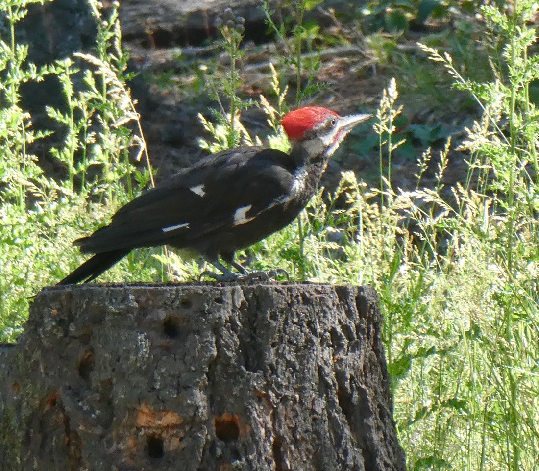 Pileated Woodpecker - ML638997488