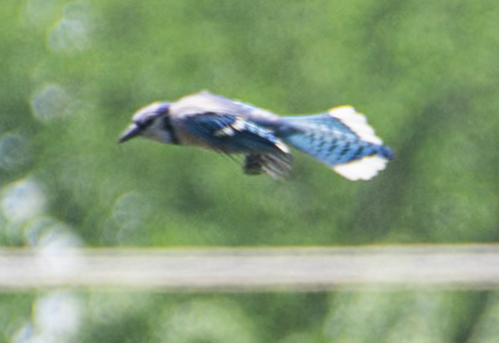Blue Jay - ML638997498