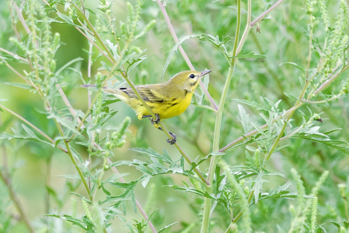 Prairie Warbler - ML638997499
