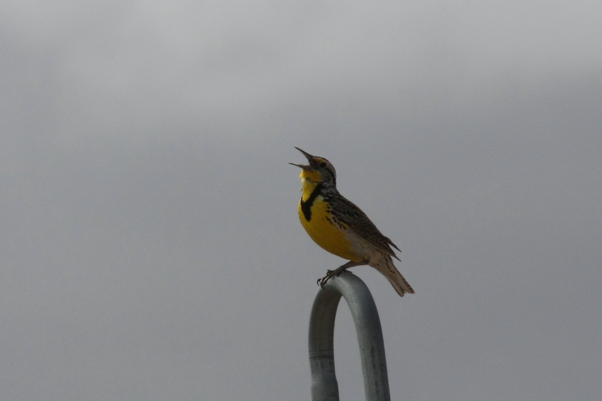 Western Meadowlark - ML63899751