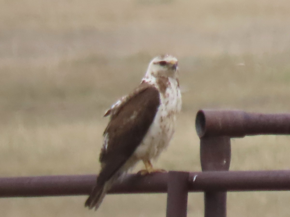 Swainson's Hawk - ML638997515
