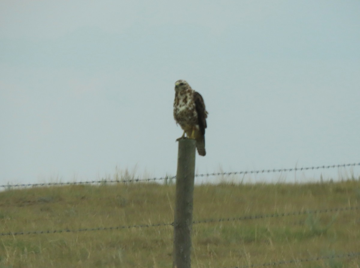 Swainson's Hawk - ML638997516