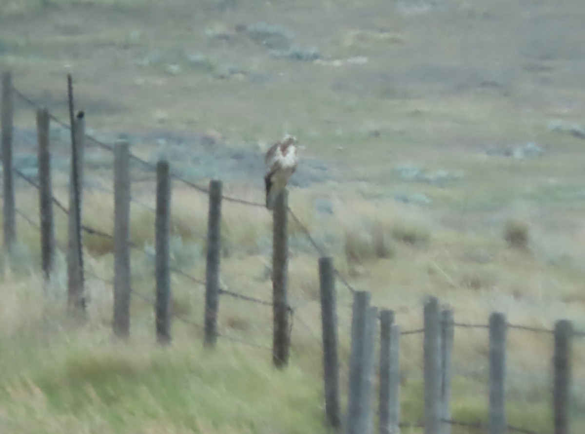 Swainson's Hawk - ML638997517