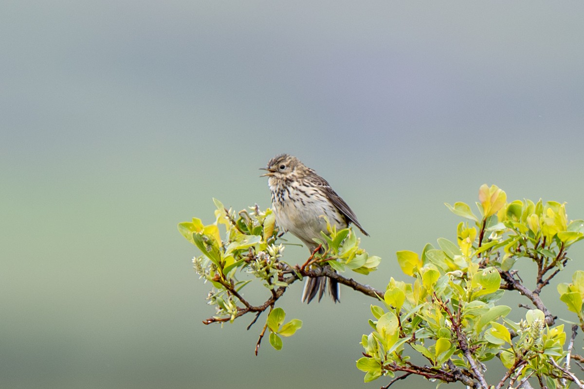 Meadow Pipit - ML638997518