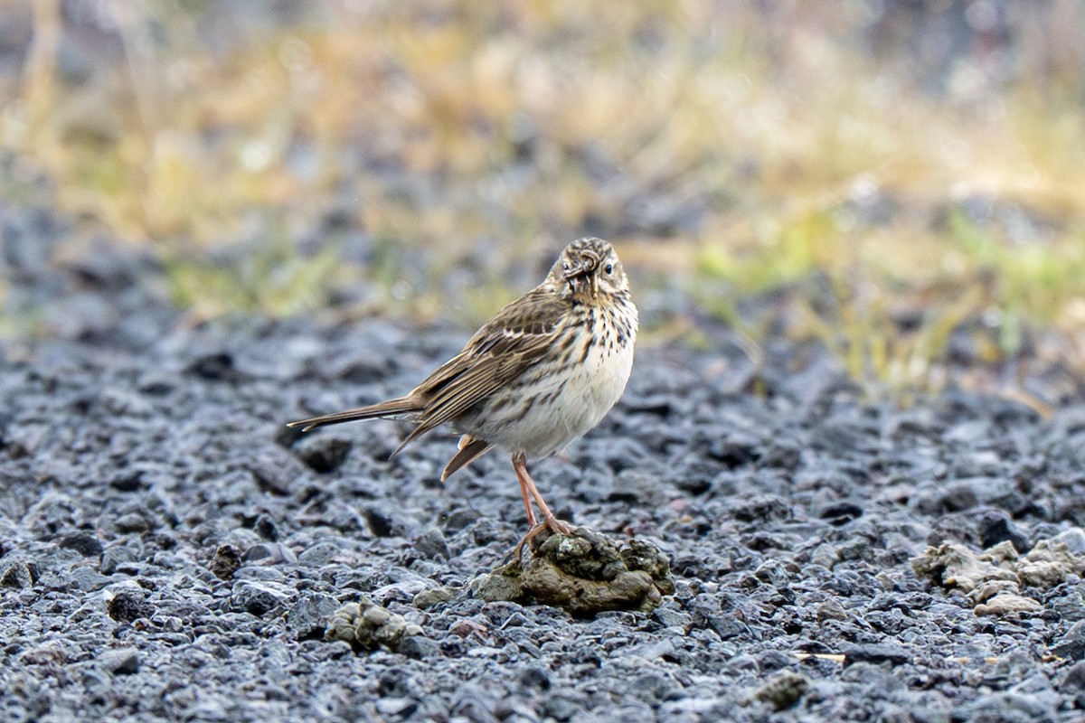 Meadow Pipit - ML638997519
