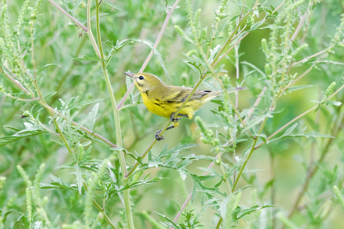 Prairie Warbler - ML638997525