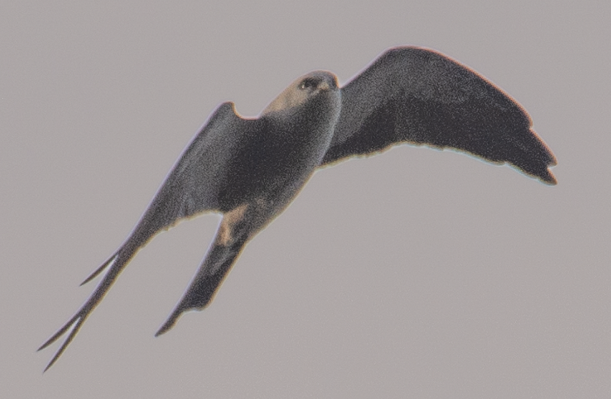 Mississippi Kite - ML638997532
