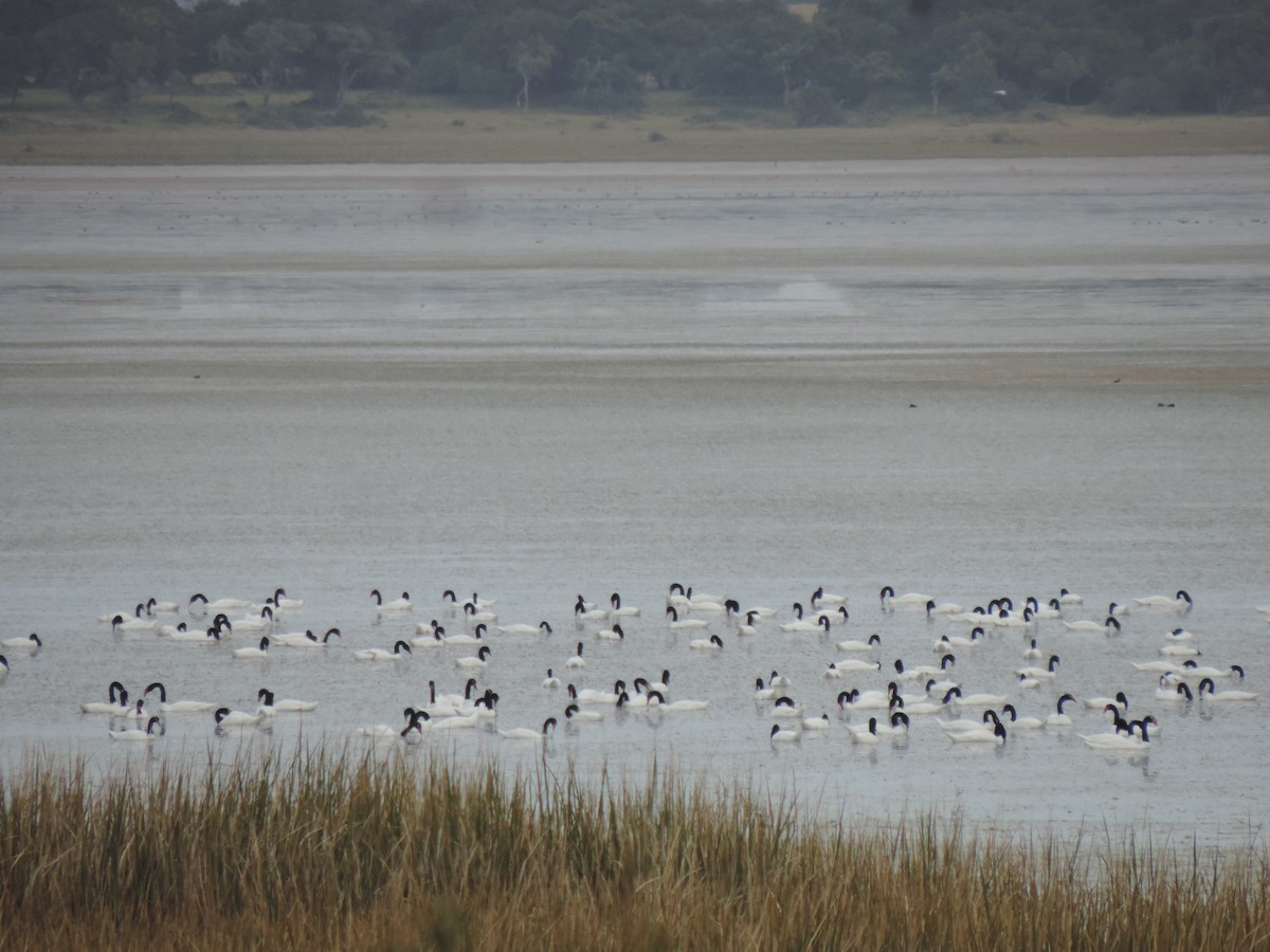 Black-necked Swan - ML638997533