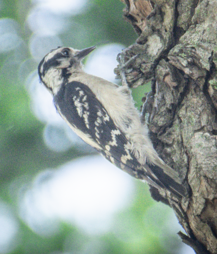 Downy Woodpecker - ML638997535