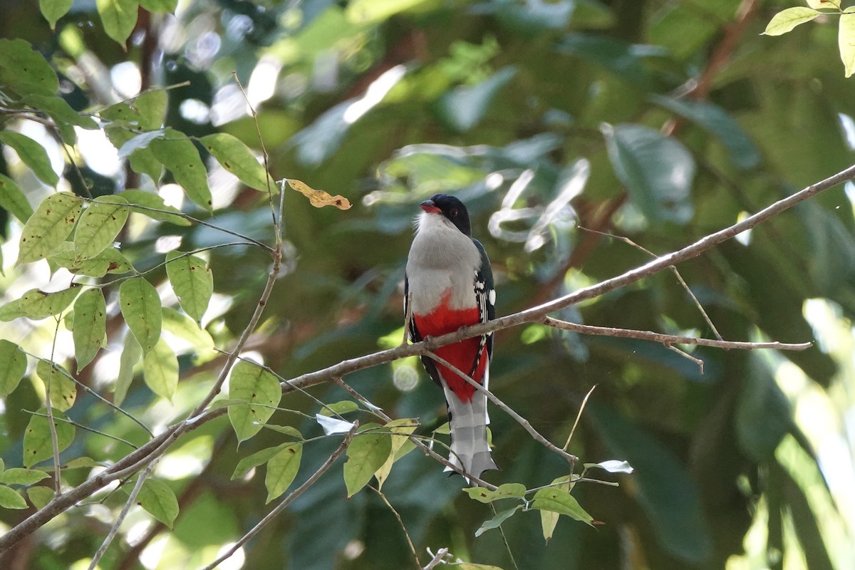 Cuban Trogon - ML638997540