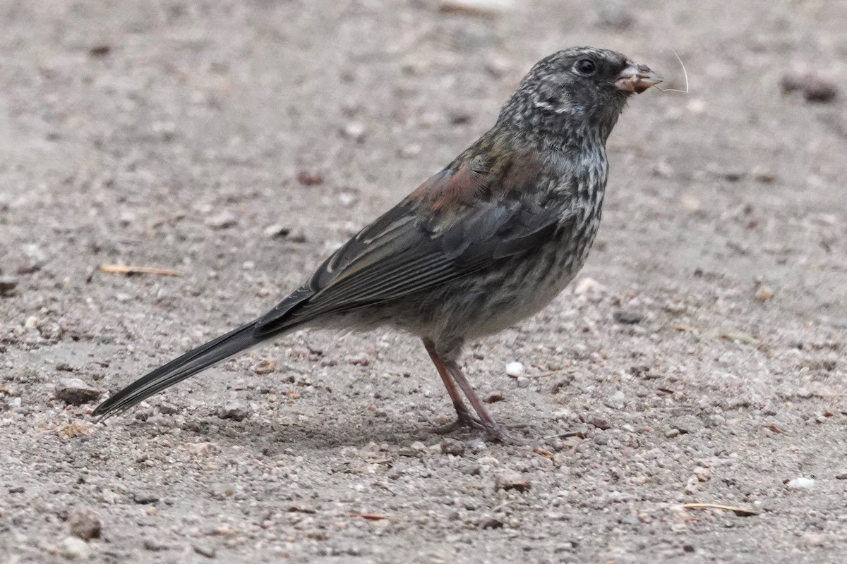Dark-eyed Junco - ML638997558