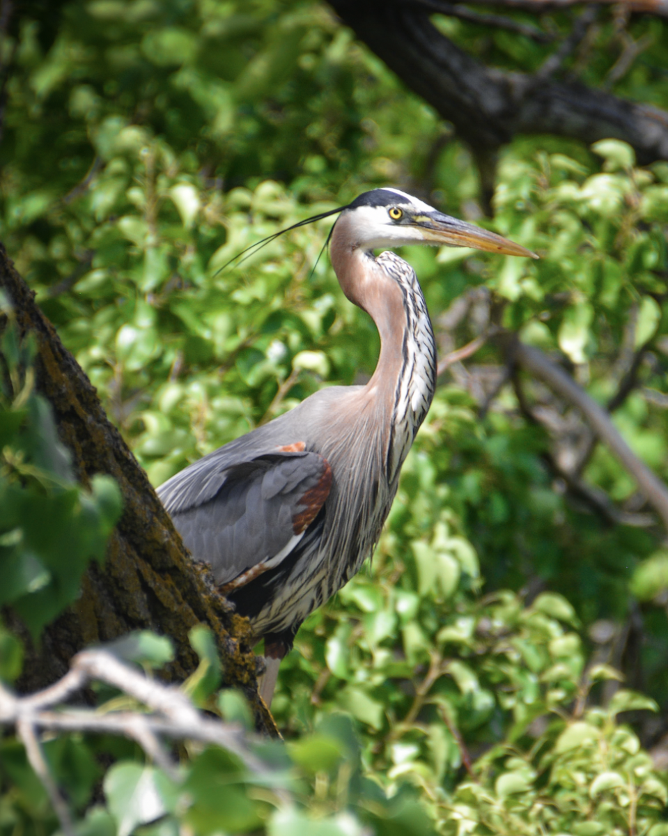 Great Blue Heron - ML638997577