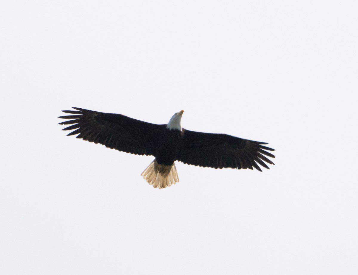 Bald Eagle - ML638997578
