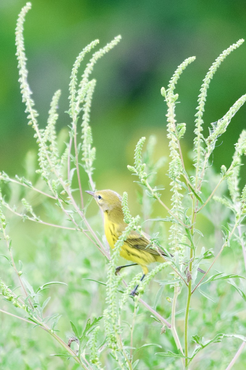 Prairie Warbler - ML638997588