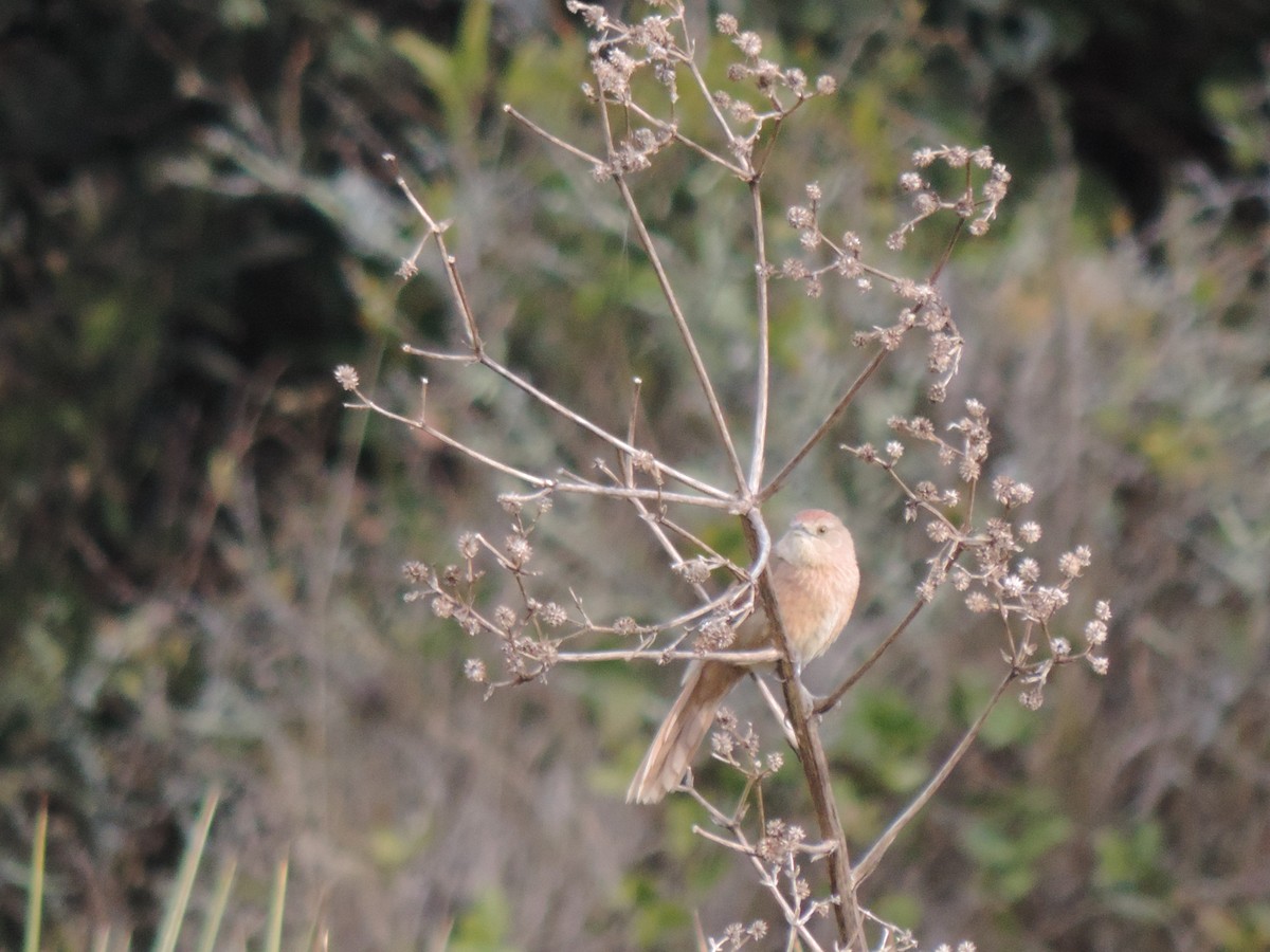 Freckle-breasted Thornbird - ML638997593