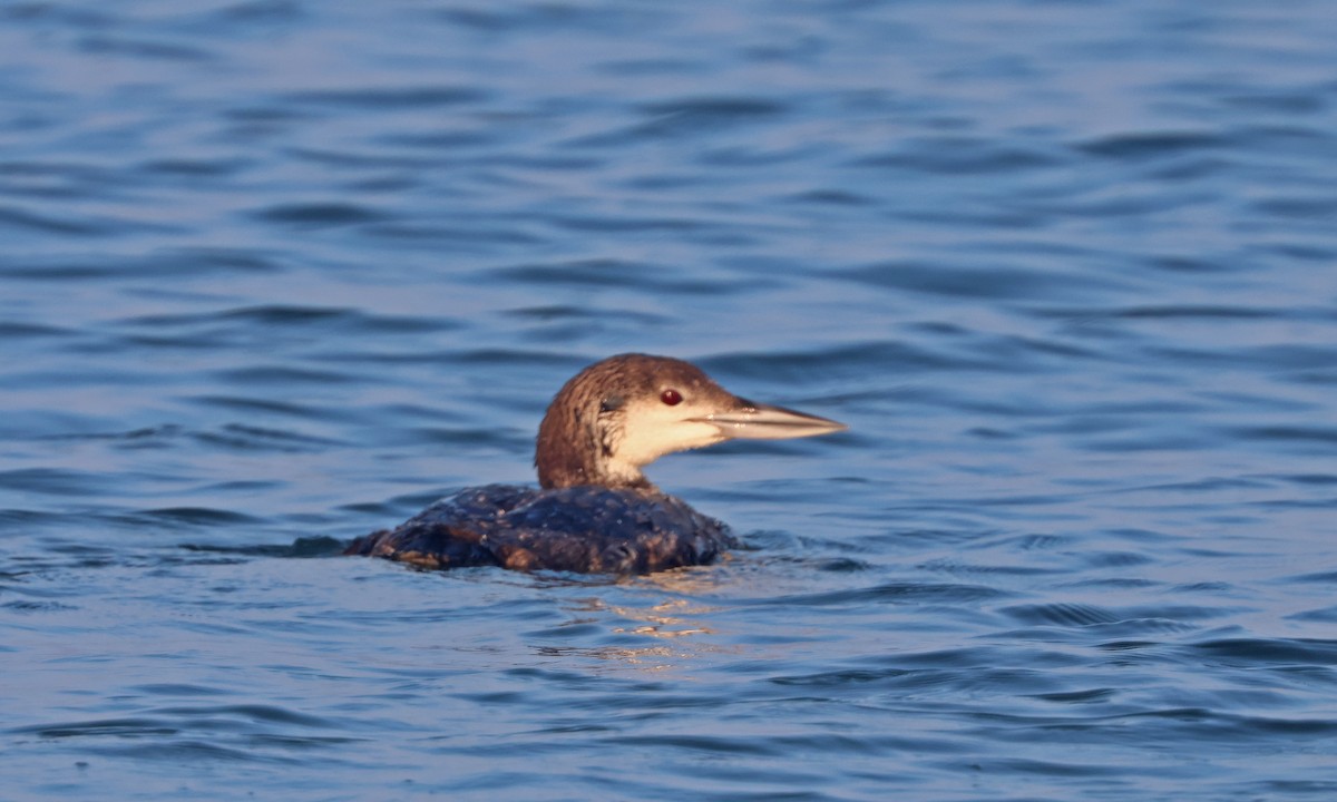 Common Loon - ML638997599