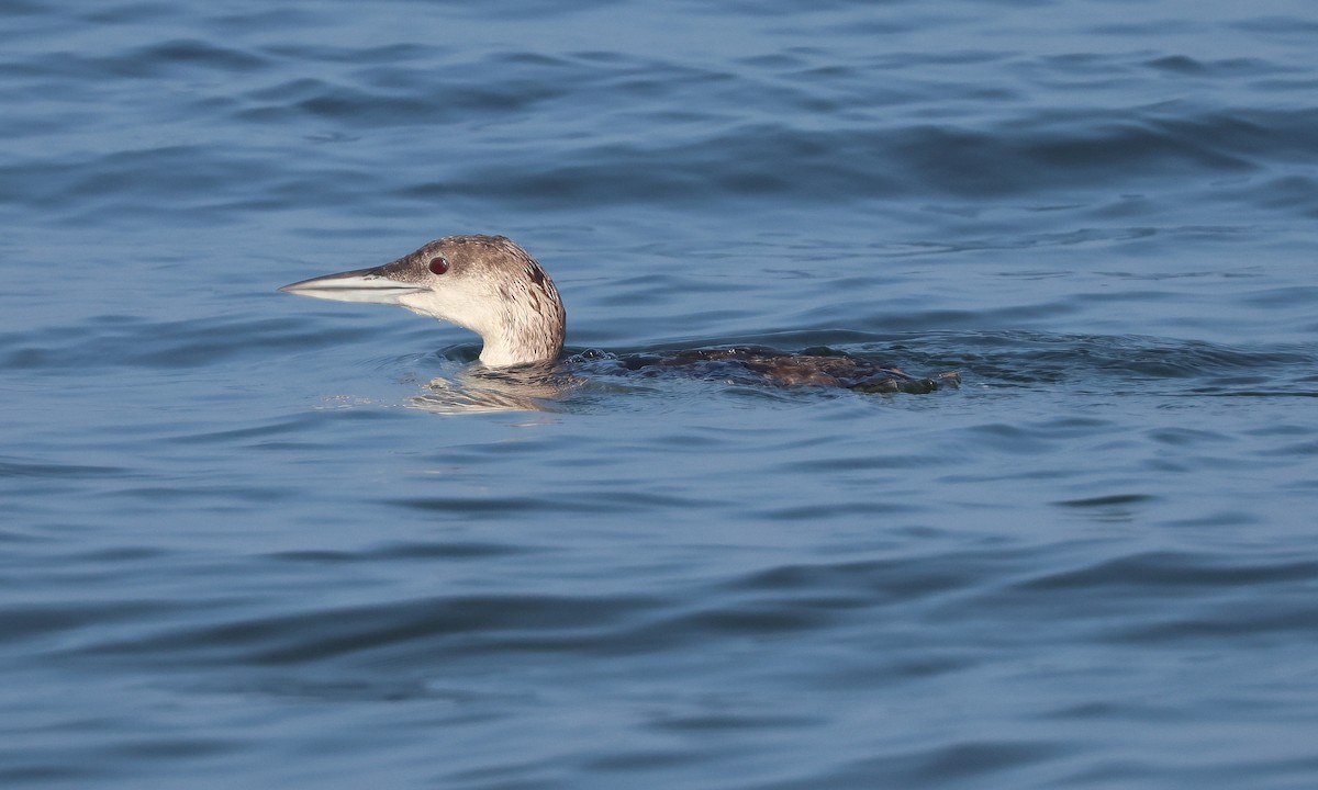 Common Loon - ML638997600