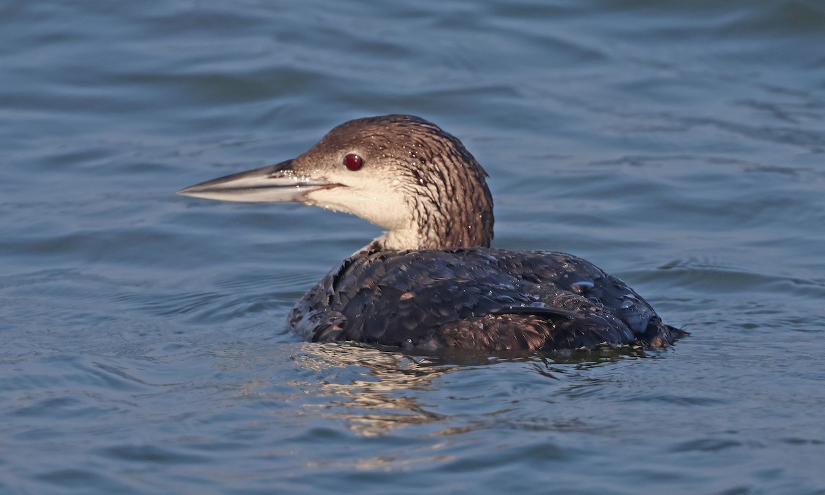 Common Loon - ML638997601