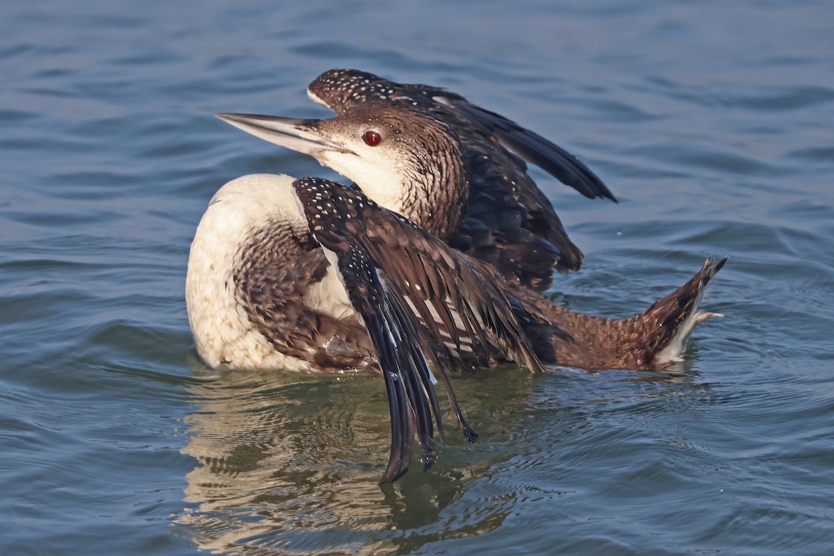 Common Loon - ML638997602