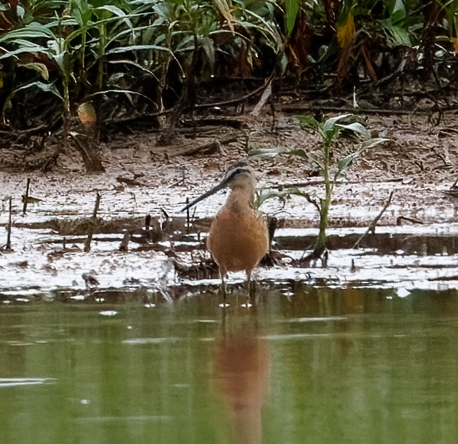 長嘴半蹼鷸 - ML638997606