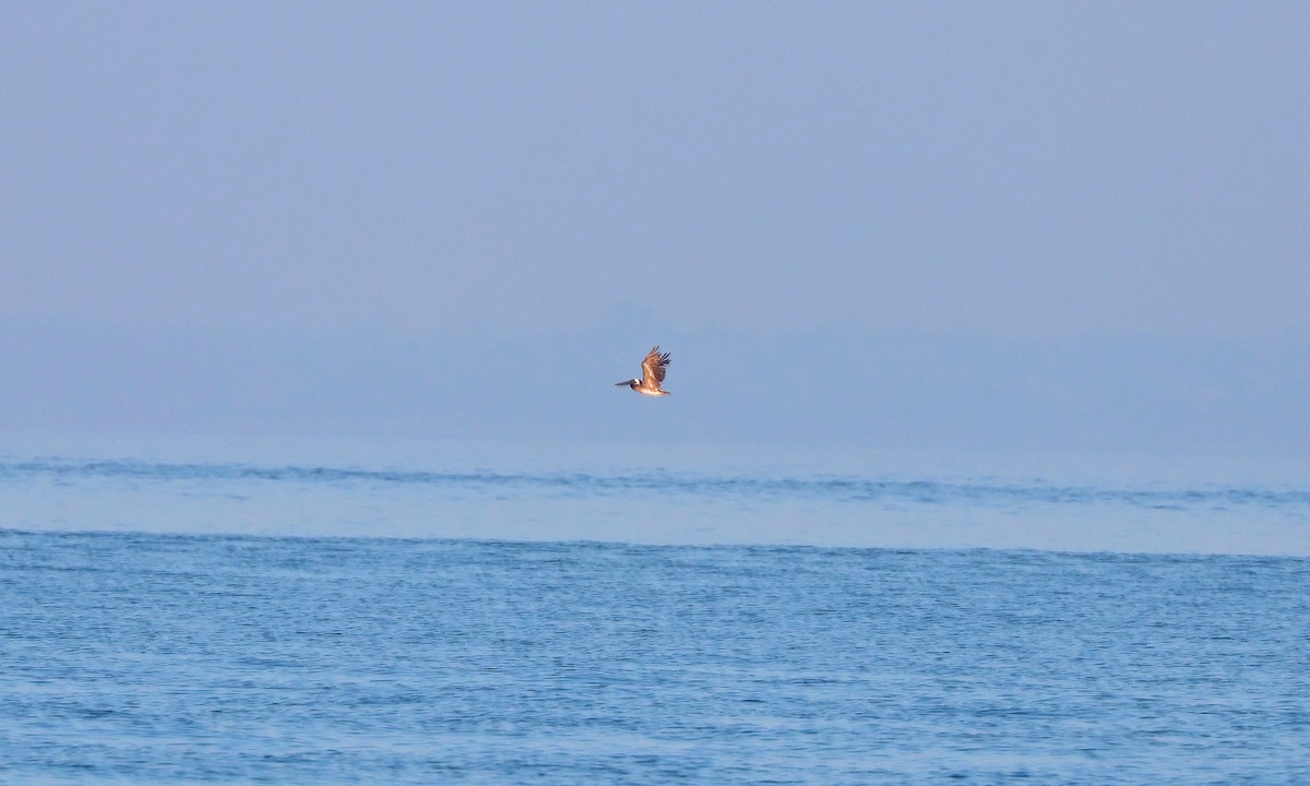 Brown Pelican - ML638997610