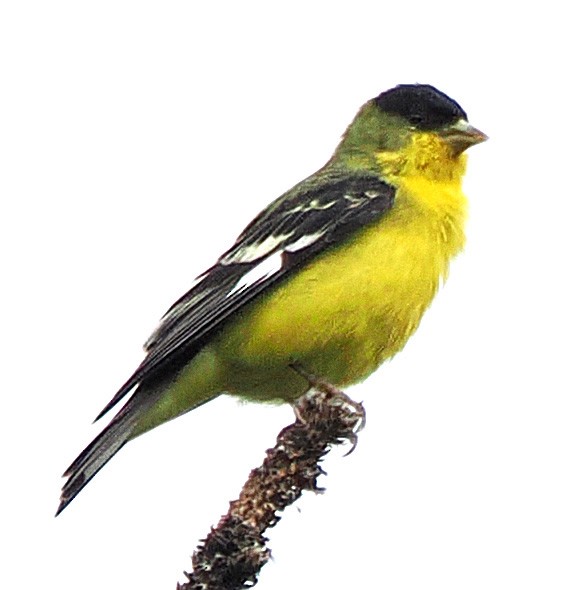 Chardonneret mineur - ML638997616