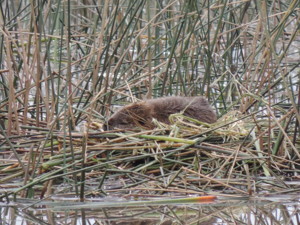 Animals - ML638997617