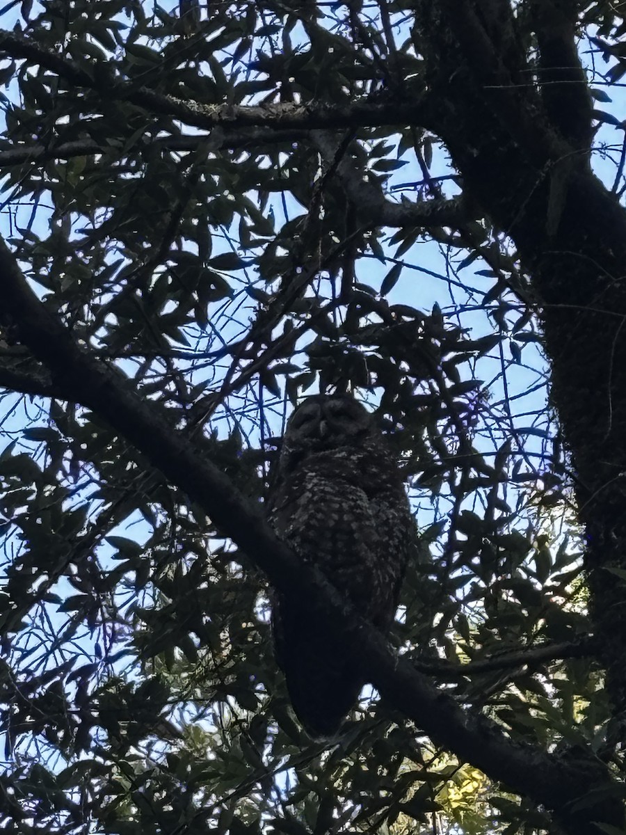 ニシアメリカフクロウ（caurina） - ML638997618