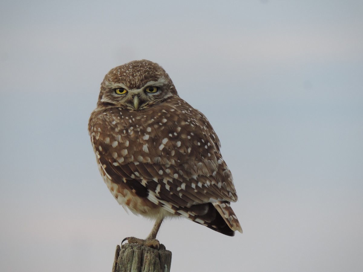 Burrowing Owl - ML638997643