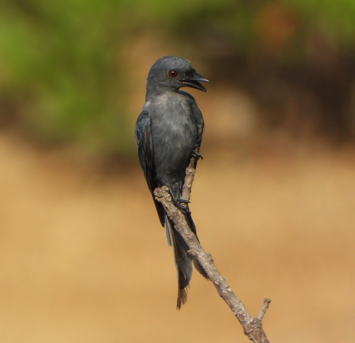 Ashy Drongo - ML638997650