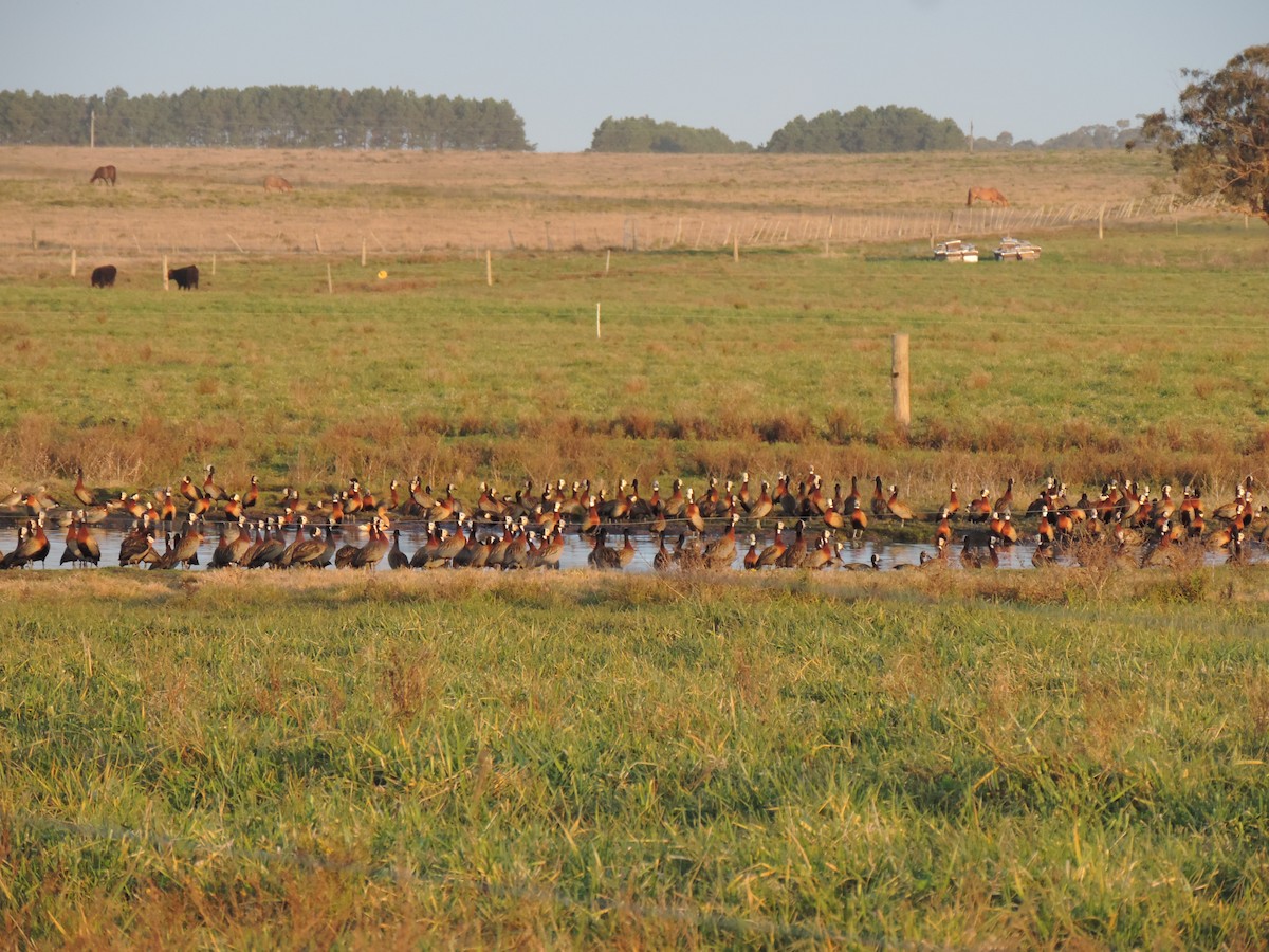 White-faced Whistling-Duck - ML638997659