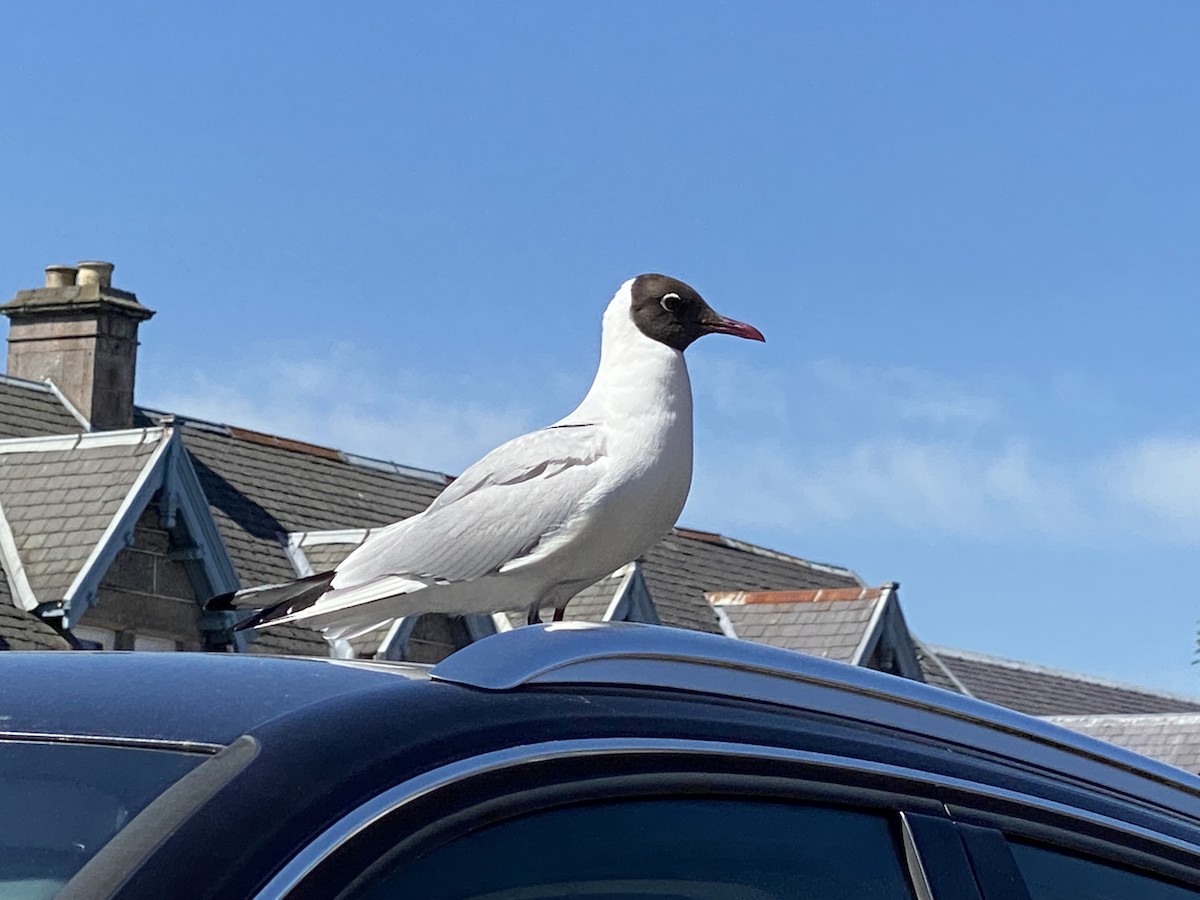 Black-headed Gull - ML638997661